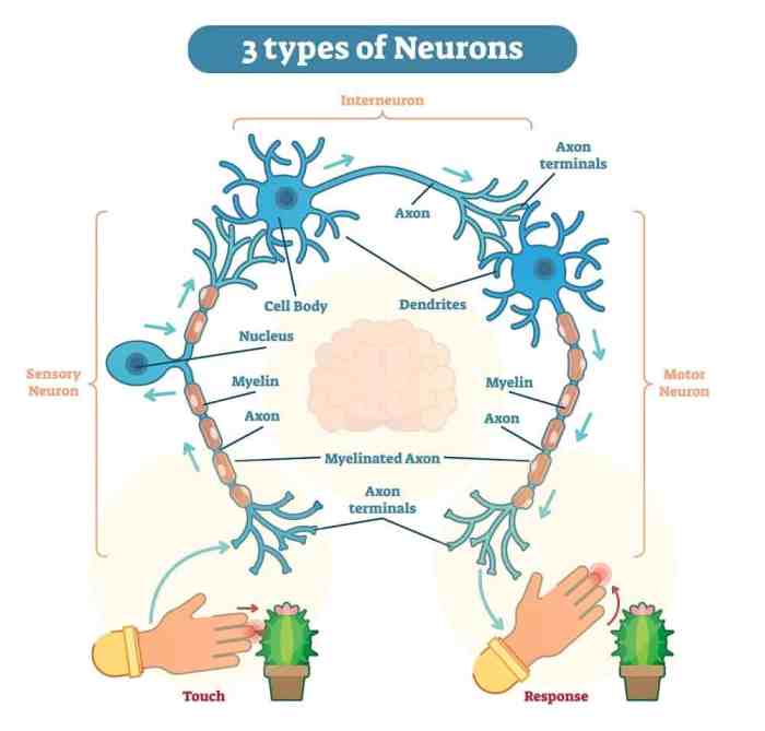 How many neurons are in the brain