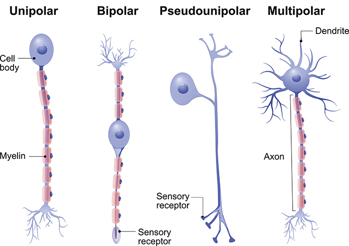 Brain neurons many number neuron cells psychology our plasticity existential allinallnews