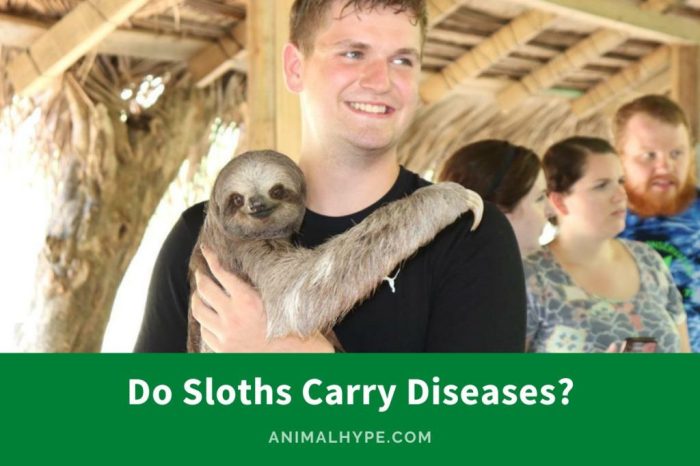 Sloth indiegogo