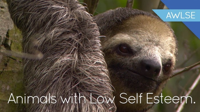 What is sloth disease?