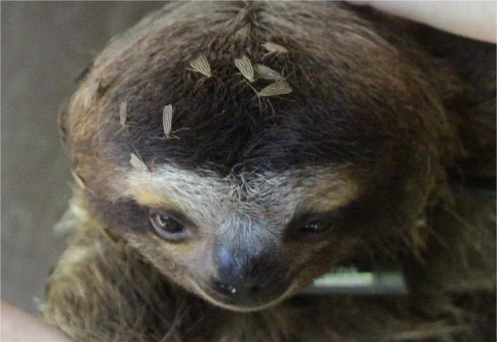 What is sloth disease?